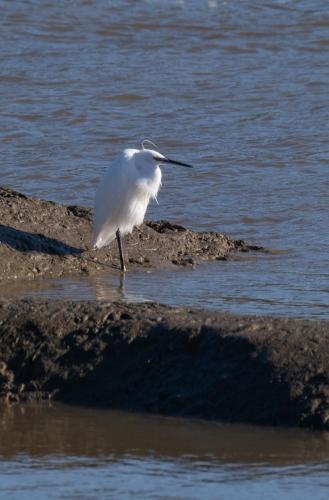 002-little-egret-standing
