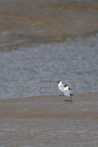014-black-headed-gulls