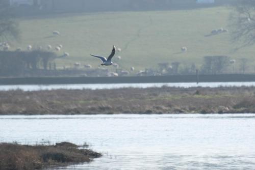 0947-017-gull-on-the-wing-roman-river