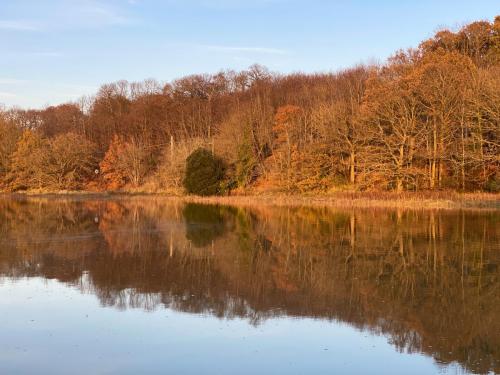 wivenhoe-woods-reflections-in-autumn-003